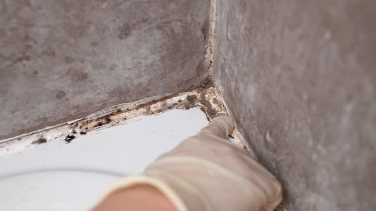 Best Attic Mold Removal  in USA